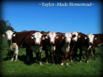 Why We Fence-Line Wean Our Calves and Why You Should, Too Image